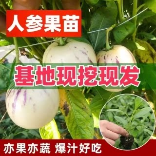 人参果树苗带土球秧苗水果苗南北方庭院栽种当年结果阳台种植结果