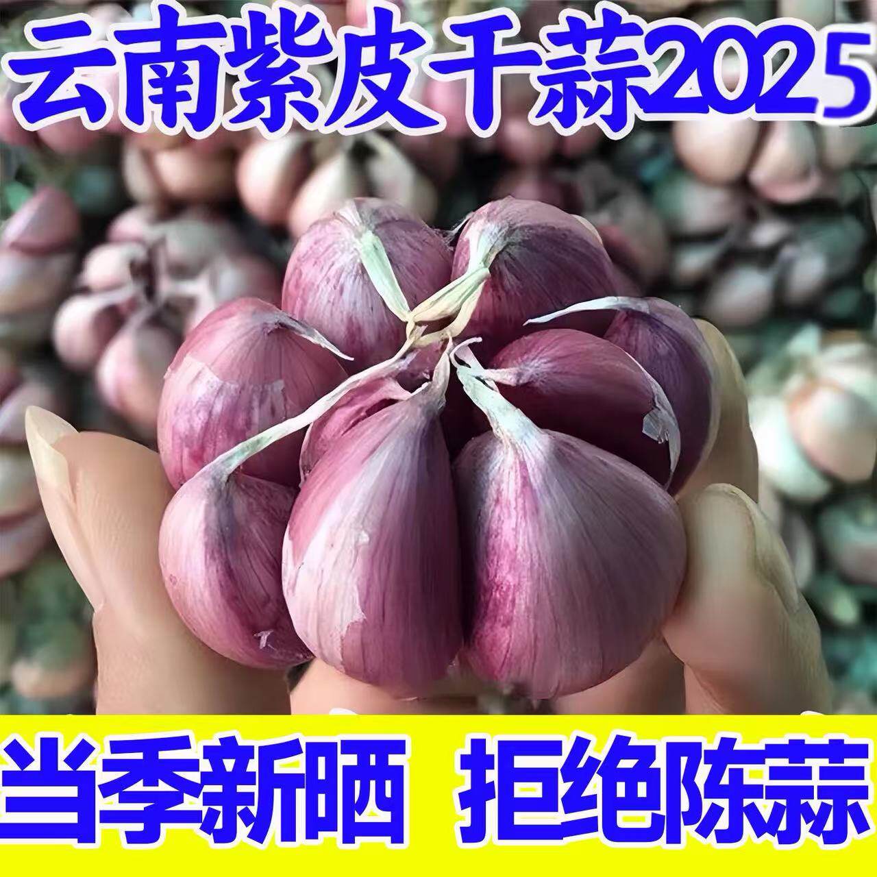 2025年新紫皮大蒜干大蒜批发蒜头多瓣香蒜红皮5斤新种子