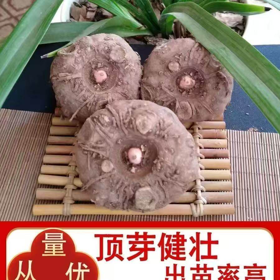 贵州一代黑杆花魔芋种籽脱水消毒高产易活基地直供魔芋种子