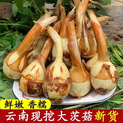 云南现挖鲜慈姑粉糯荸荠整箱