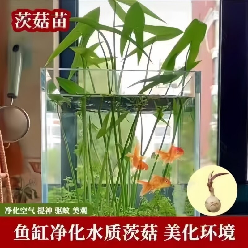 水生茨菇阳台庭院池塘水培花卉大全慈姑种苗净化水质鱼缸造景水草