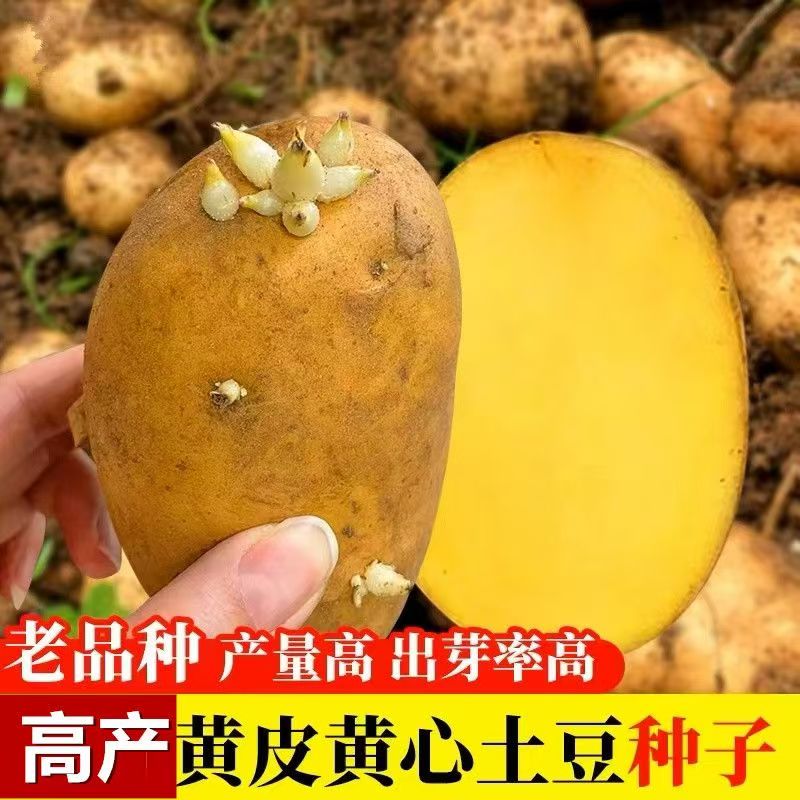 农家高产云南黄皮洋芋子种马铃薯高产农家黄皮云南土豆种子洋芋