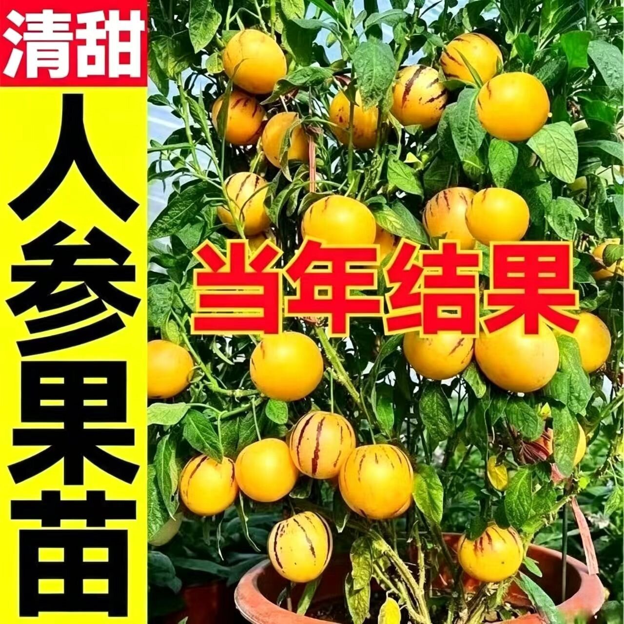 清甜多汁人参果苗秧苗穴盘盆栽人生果长寿果苗阳台南北方种植四季