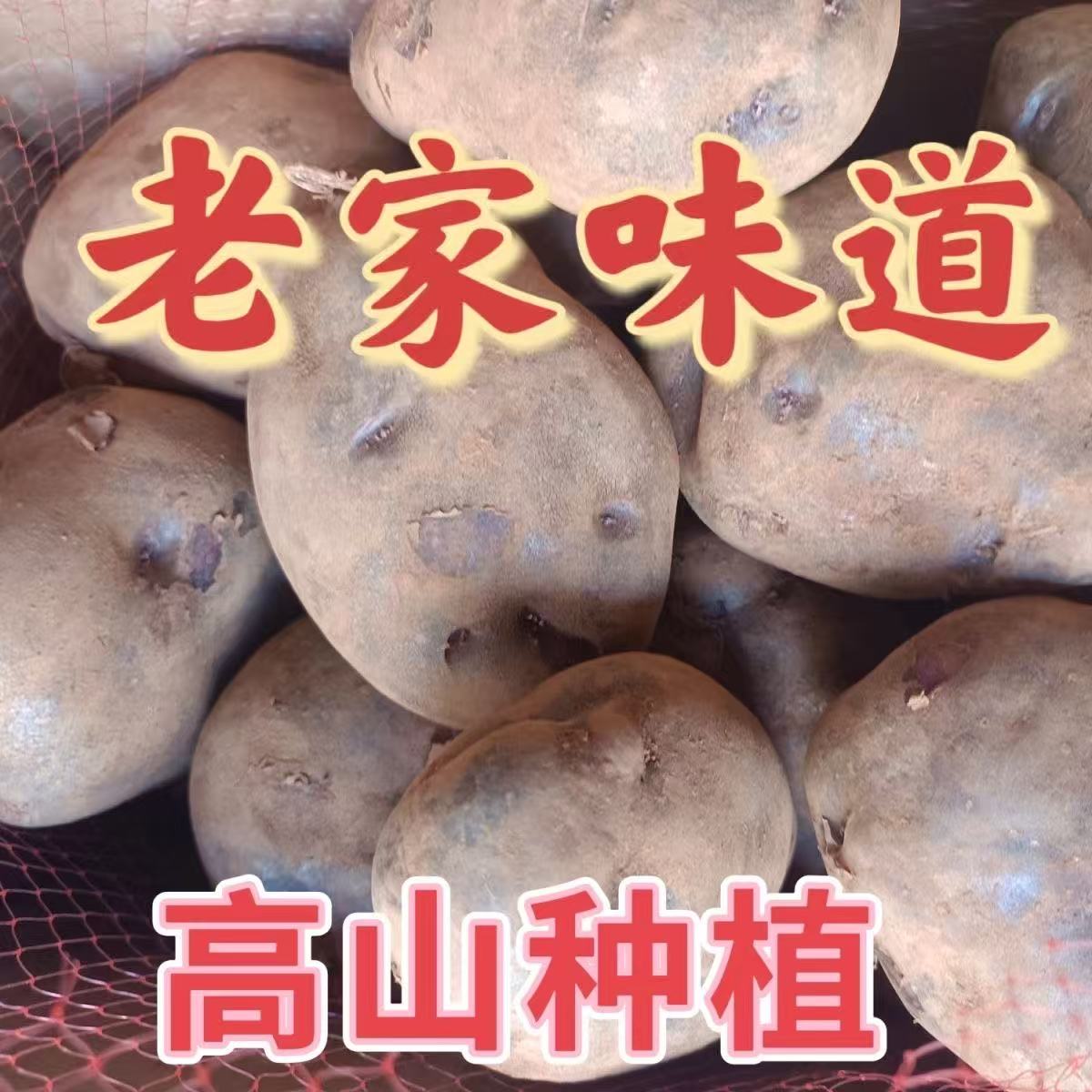 七彩洋芋正宗紫心土豆紫色土豆云南丽江乌洋芋老品种紫皮小土豆