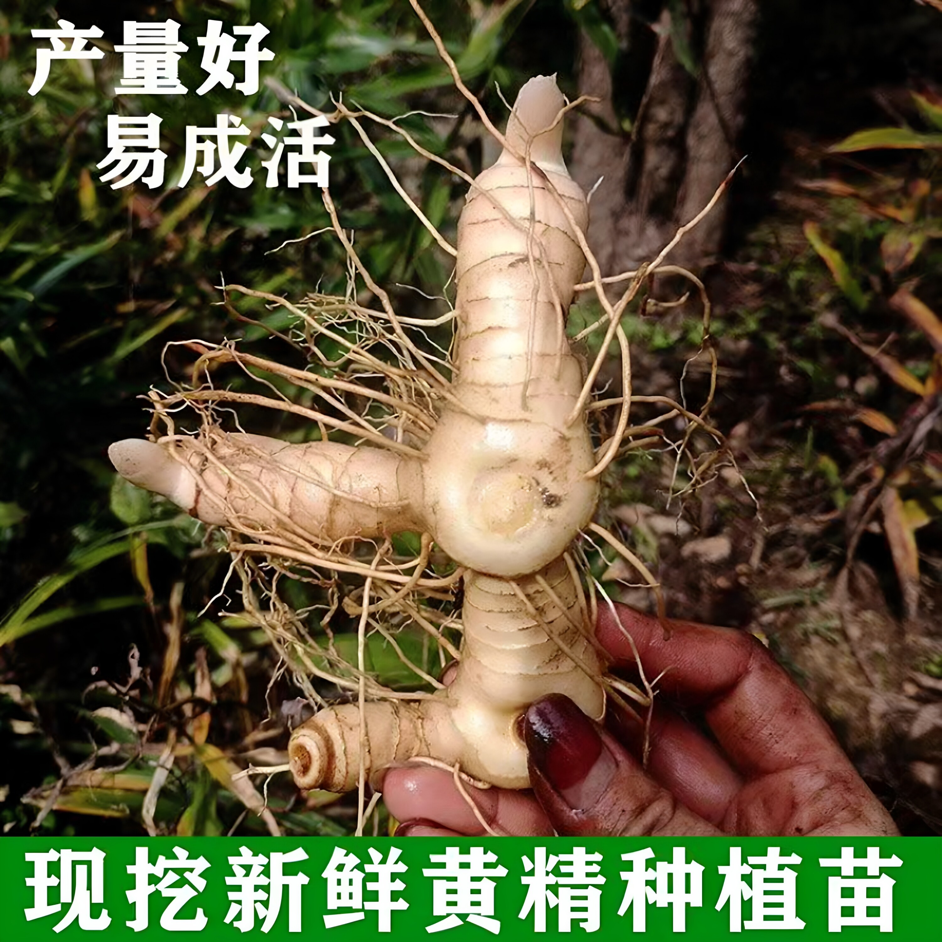黄金苗药材苗批发野生鸡头黄精种苗新鲜老虎姜种芽中药材图片