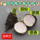 正宗广西桂芋2号芋头种香芋槟榔芋头苗农家自种小芋艿紫藤芋种苗