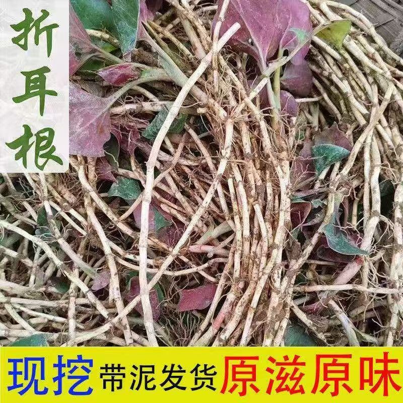 新根当季农家新鲜折耳根嫩根