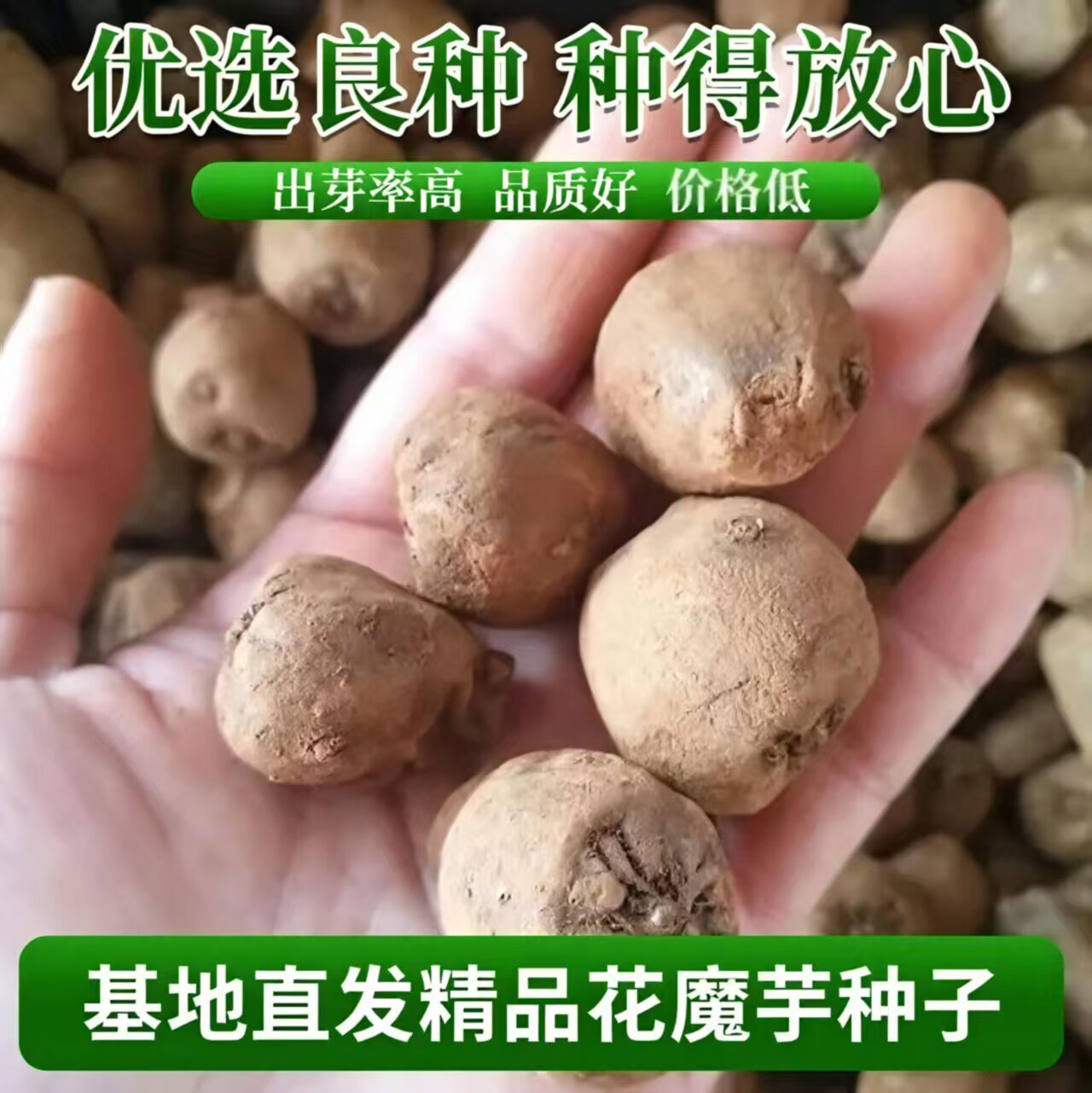 正宗一代魔芋种精品花魔芋种植子魔芋黑杆花魔芋高产小魔芋二代苗
