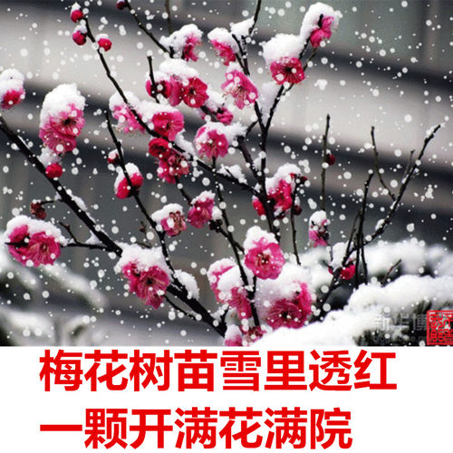 梅花苗庭院阳台春天春天梅花