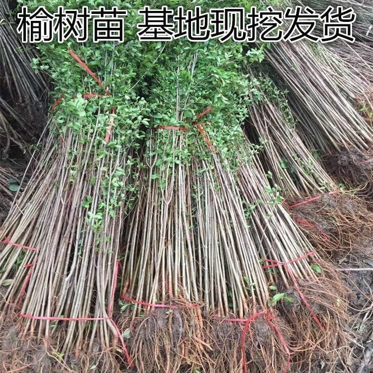 榆树苗榆树小苗榆钱树工程绿化