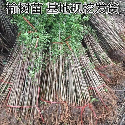 榆树苗榆树小苗榆钱树工程绿化