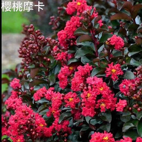 紫薇树苗春夏秋开花占地拆迁