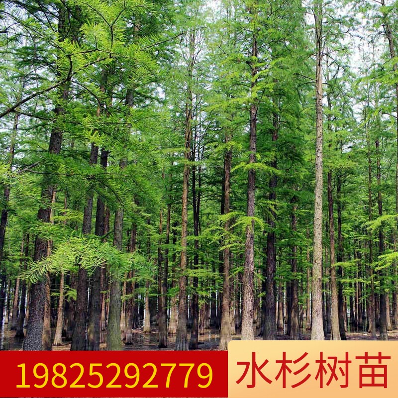 水杉苗水杉树苗 云杉池杉小苗 落羽杉中山杉树苗 庭院绿化景观树