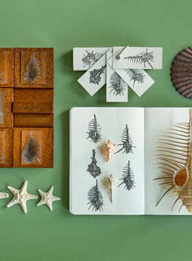 daparo yeung骨螺木头印章手账橡皮硅胶日记海螺手绘图案生日礼物