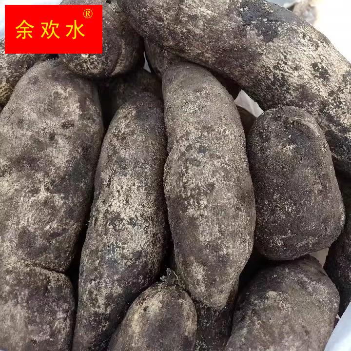 云南德宏农家自种洋丝瓜根洋瓜佛手瓜根寿瓜根500g美味蔬菜