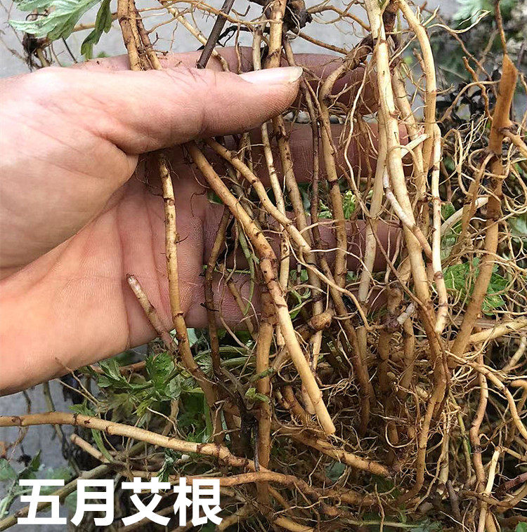 现货新鲜五月艾根 现挖根老艾根艾草根小叶艾根客家煲汤料中药材