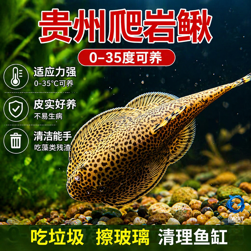 贵州爬岩鳅琵琶鱼双吸盘冷水清道夫不加温除藻鱼鱼缸清洁工原生鱼