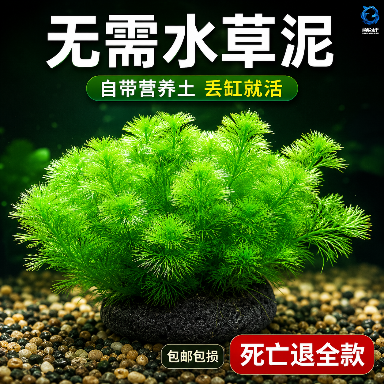 绿菊水草鱼缸造景养鱼植物阴性真草好养活净水增氧懒人新手入门