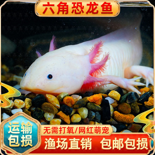 六角恐龙鱼冷水淡水鱼好养耐活美蝾螈水族六角活体两栖动物宠物鱼