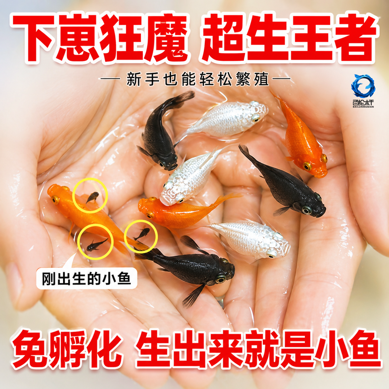 玛丽鱼易存活淡水鱼观赏鱼 易存活小鱼苗怀孕会大肚生小鱼热带鱼
