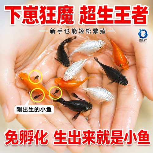 玛丽鱼易存活淡水鱼观赏鱼 易存活小鱼苗怀孕会大肚生小鱼热带鱼