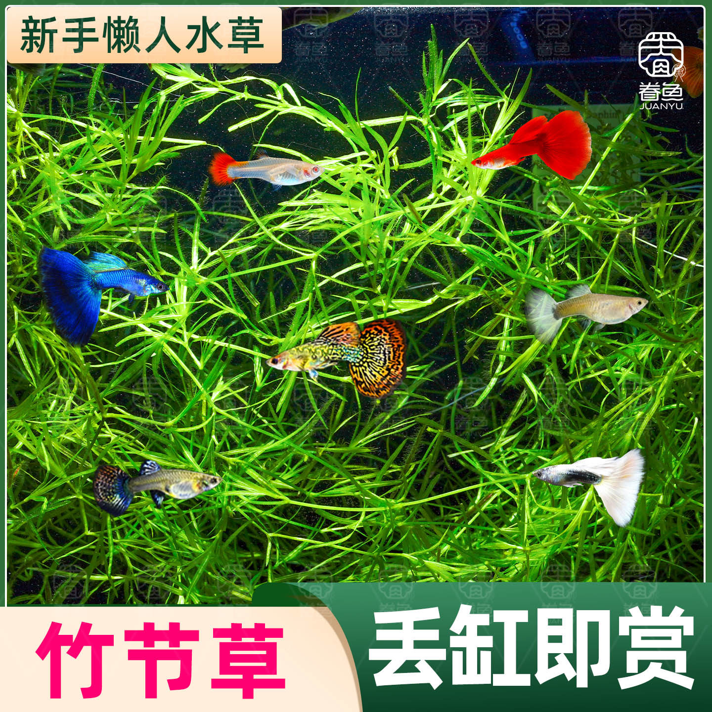 新手入门竹节草耐活淡水草缸鱼缸好养耐活易爆缸净化水质观赏水草,宠物/宠物食品及用品,鱼,淘宝优惠券,粉丝福利购,淘宝优惠卷