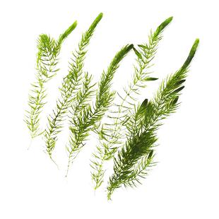 金鱼藻水草淡水浮萍蜈蚣草绿菊池塘制氧净化水质水族鱼缸好养易活