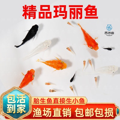 玛丽鱼易存活淡水鱼观赏鱼直接下小鱼怀孕大肚鱼米奇鱼热带鱼