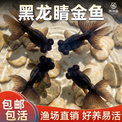 黑龙晴金鱼蝶尾金鱼鸿运当头大眼鱼黑金鱼好养耐活小型冷水观赏鱼