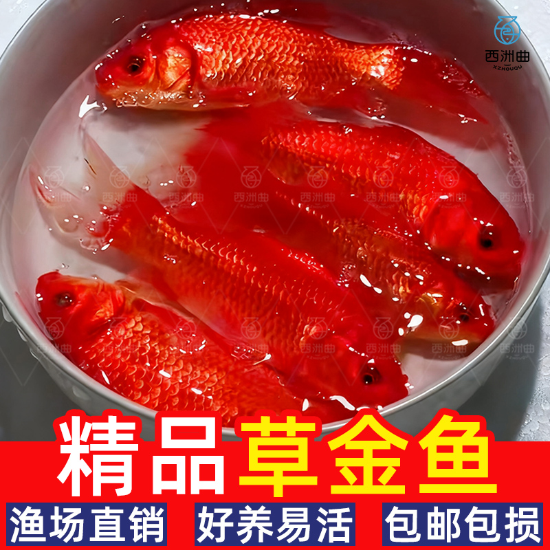 草金鱼活鱼观赏鱼鱼苗小金鱼小型淡水鱼缸好养耐活冷水锦鲤活体