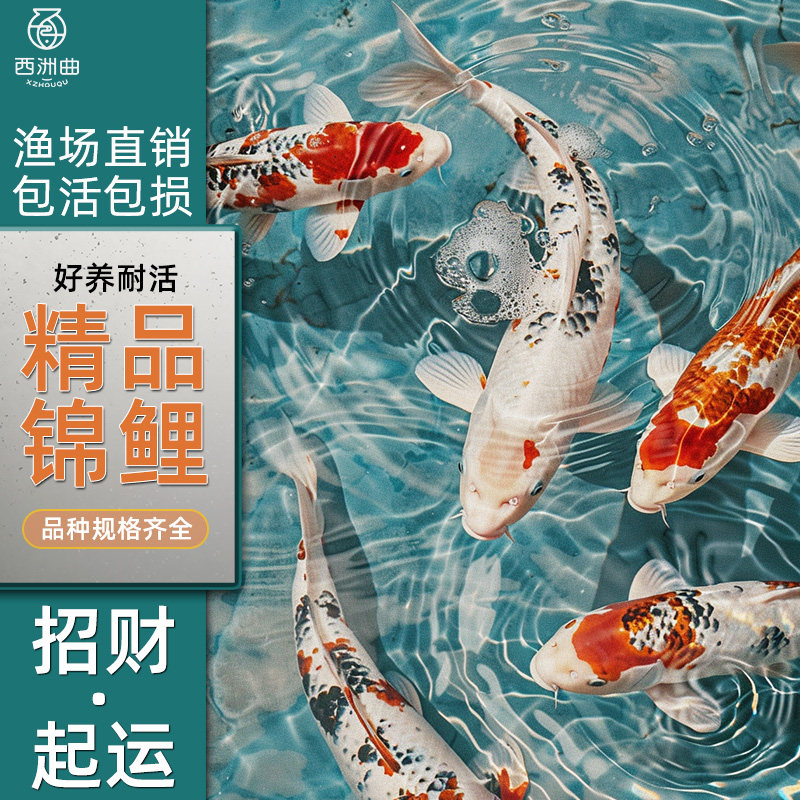 顺丰锦鲤活鱼淡水冷水观赏鱼好养耐活纯种锦鲤鱼小型金鱼黄金红白
