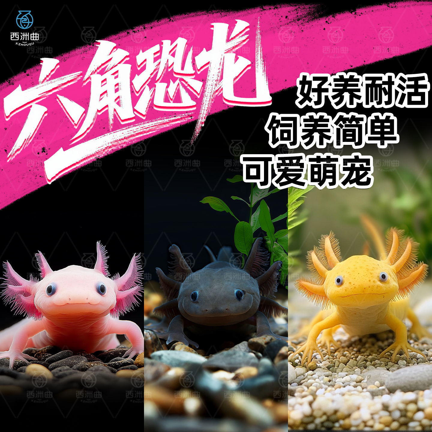 六角恐龙鱼冷水淡水鱼好养耐活美蝾螈水族六角活体两栖动物宠物鱼