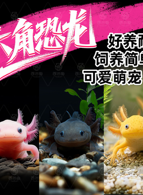 六角恐龙鱼冷水淡水鱼好养耐活美蝾螈水族六角活体两栖动物宠物鱼