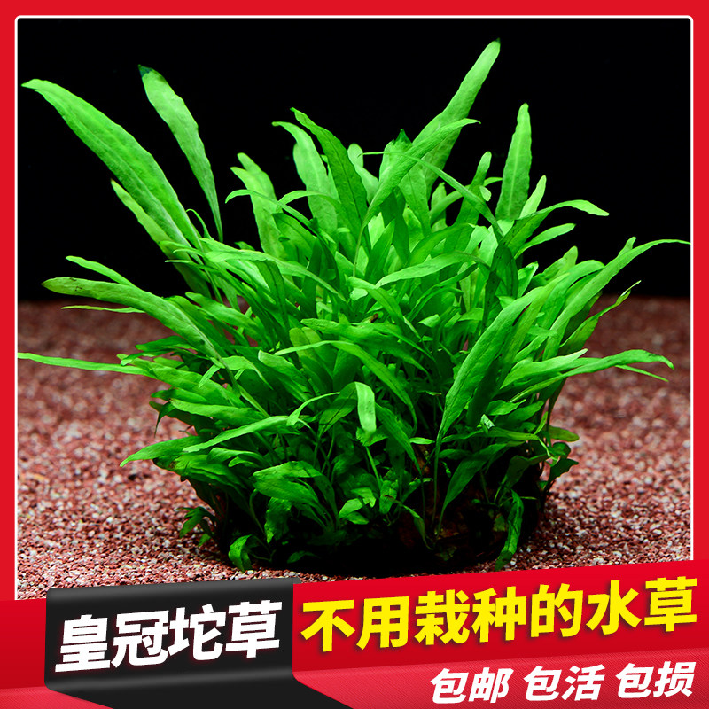 鱼缸懒人真水草铁皇冠草中后景细叶铁皇冠阴性鹿角铁坨草网片半球