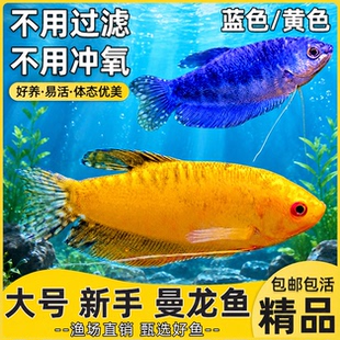 曼龙鱼热带观赏鱼黄曼龙蓝曼龙五彩血珍珠马甲球活体小型淡水鱼