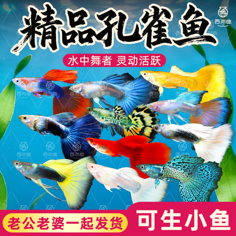 孔雀鱼观赏鱼小型热带鱼纯种鱼苗淡水鱼好养活体斑马鱼易繁殖