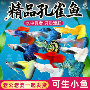 孔雀鱼观赏鱼小型热带鱼纯种鱼苗淡水鱼好养活体斑马鱼易繁殖