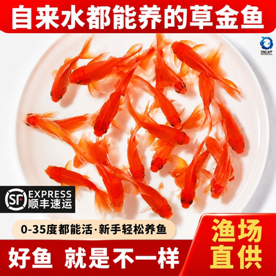 草金鱼苗观赏冷水耐活好养淡红白