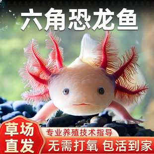 六角恐龙鱼冷水淡水鱼好养耐活美蝾螈水族六角活体两栖动物宠物鱼