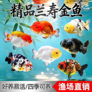 兰寿金鱼鱼苗观赏鱼淡水鱼耐活新手好养活鱼小型冷水鱼渔场直发