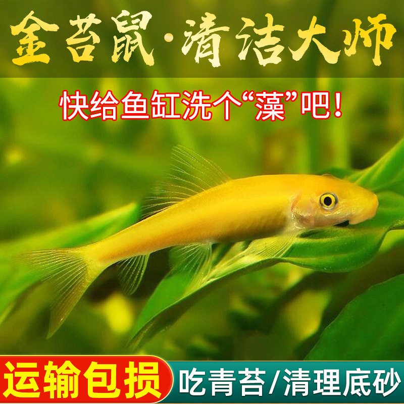 金苔鼠鱼缸清洁鱼除藻工具鱼热带观赏鱼除藻黄金螺活体淡水鱼吃苔