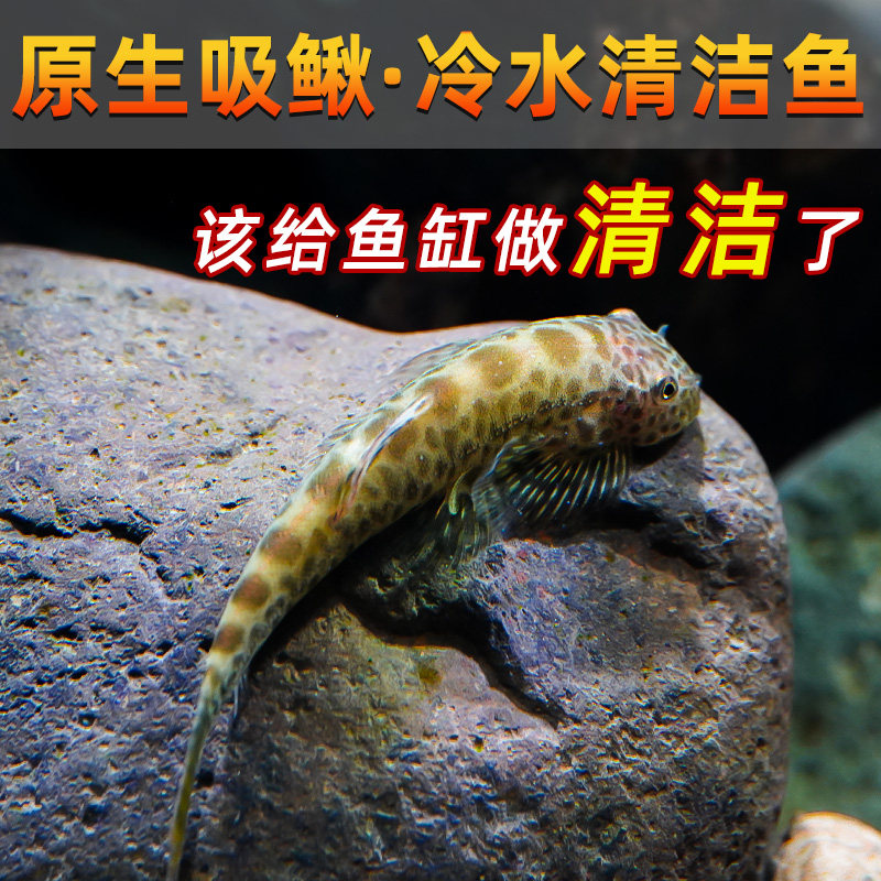 鱼缸琵琶鱼,琵琶鱼(第6页)_大山谷图库