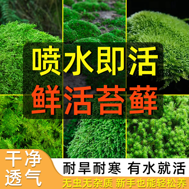 鲜活苔藓微景观水陆缸假山造景材料鱼缸短绒青苔生态瓶植物水草