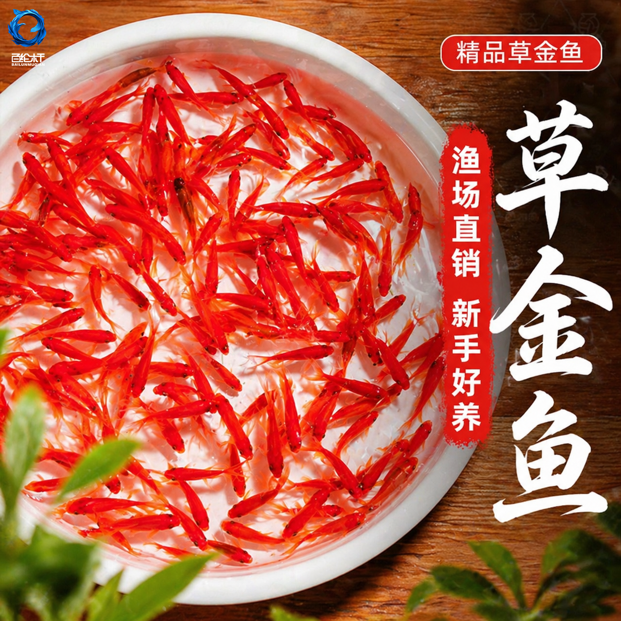 红草金鱼好养耐活长尾大红草观赏鱼小红鱼锦鲤活体冷水鱼淡水鱼