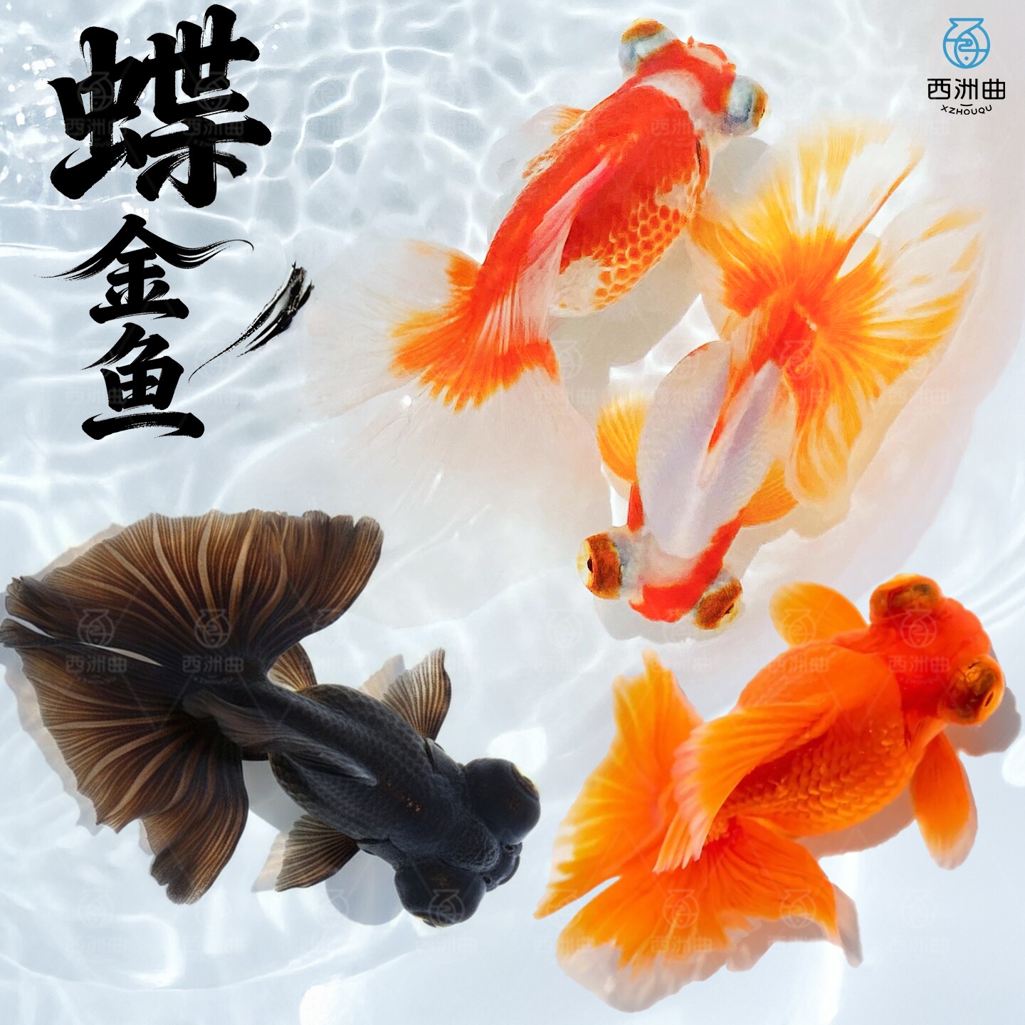 精品蝶尾金鱼观赏鱼鱼缸易存活淡水鱼纯种鱼苗小型冷水鱼耐活蝶尾