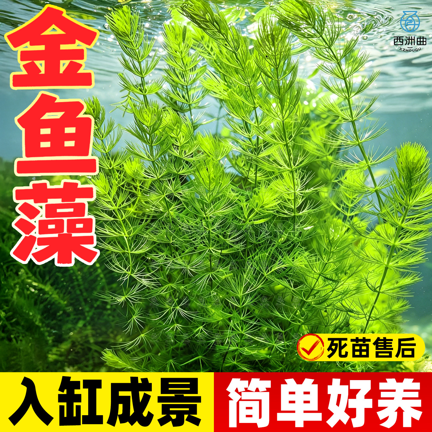 金鱼藻水草淡水浮萍蜈蚣草绿菊池塘制氧净化水质水族鱼缸好养易活
