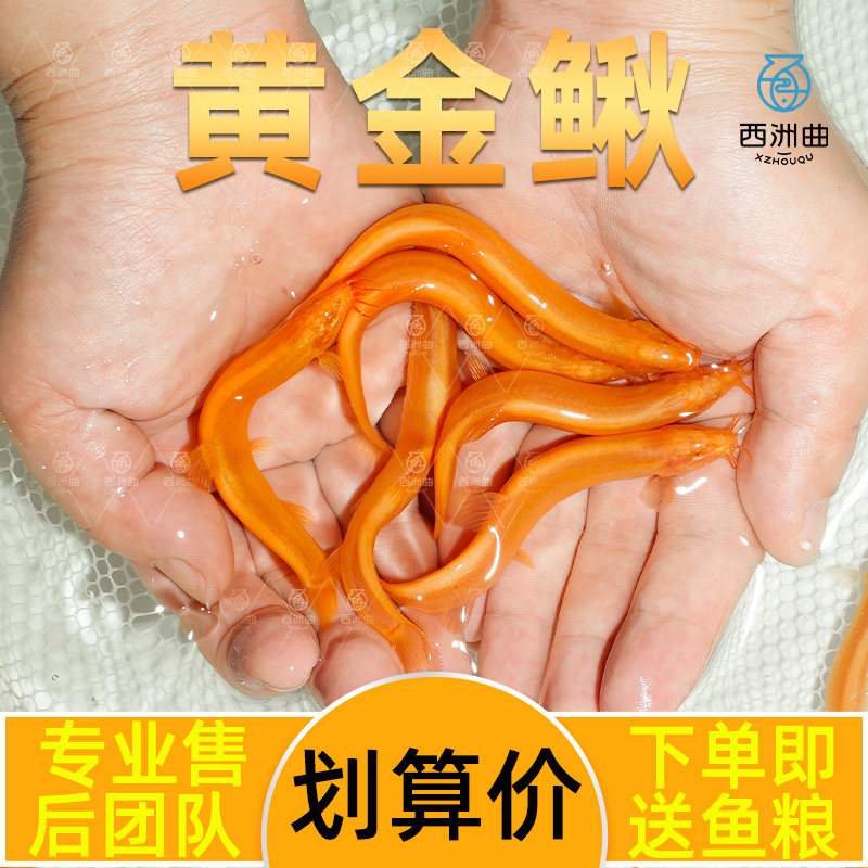 黄金泥鳅冷水金色瑞气金龙鳅清洁工具鱼好养耐活淡水观赏鱼,宠物/宠物食品及用品,鱼,淘宝优惠券,粉丝福利购,淘宝优惠卷