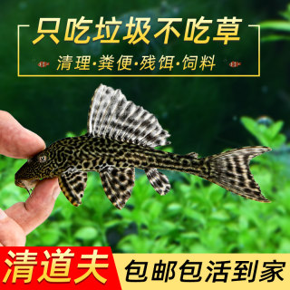 观赏鱼清道夫鱼金苔鼠淡水好养鱼缸清洁工除藻工具鱼热带鱼吃粪便