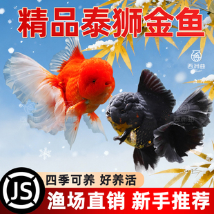 精品百褶泰狮金鱼鱼苗兰寿冷水鱼易存活淡水鱼观赏鱼鱼缸好养幼苗