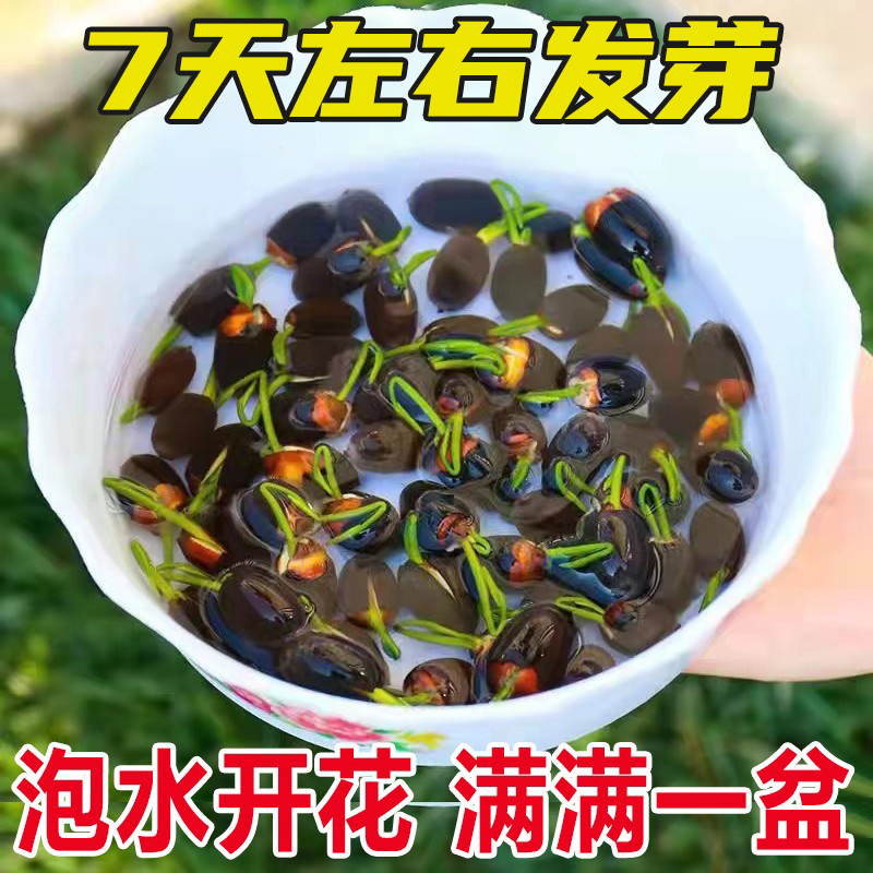 鱼缸水草植物活体水生水培真草养鱼浮萍睡莲碗莲种子种籽装饰造景-封面